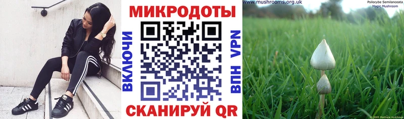 Псилоцибиновые грибы Cubensis  Дивногорск 