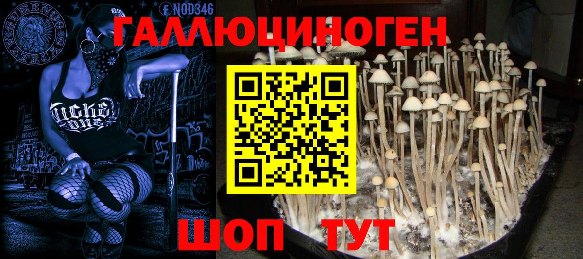 Дивногорск  Галлюциногенные грибы прущие грибы  наркота  Вход с VPN 