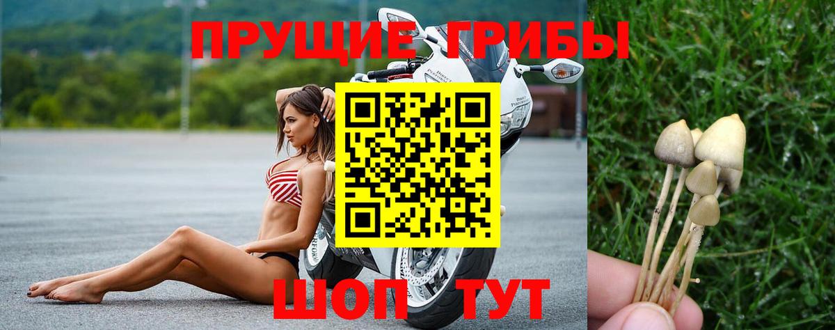 Псилоцибиновые грибы Psilocybe Дивногорск